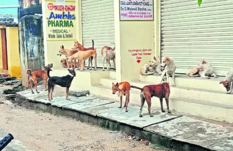 కుక్కల బెడదకు మోక్షమెన్నడో? 
