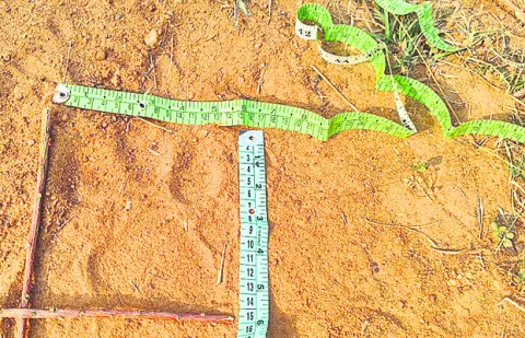 ఎల్లారం శివారులో పులి
