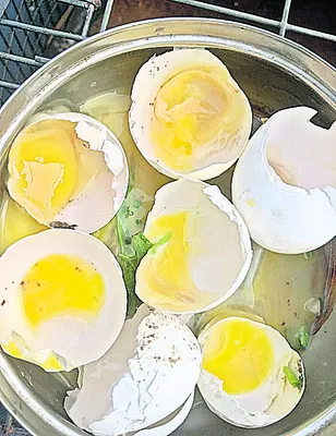 అంగన్‌వాడీ కేంద్రంలో కుళ్లిన కోడిగుడ్లు 