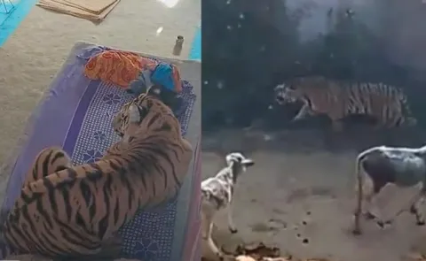Tiger rests on cot Viral a bitter reality