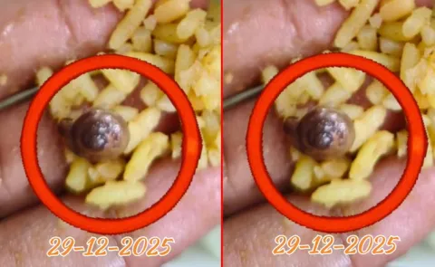 శ్రీ వరాహ లక్ష్మీనృసింహస్వామి దేవస్థానంలో పులిహోర ప్రసాదంలో నత్త కనిపించిన సంఘటన