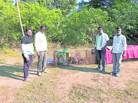 హామీ ఇచ్చారు..  కోతులను పట్టించారు
