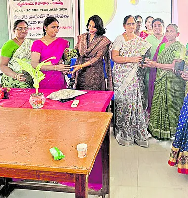 మునగ పంట ద్వారా వ్యాపార అవకాశాలు 