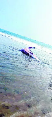 అలుగును చంపిన కేసులో మూడేళ్ల జైలుశిక్ష   
