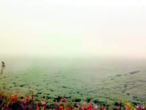 కలవర పెడుతున్న పొగమంచు 