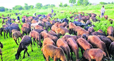 షీప్‌ సొసైటీ ఎన్నికలకు వేళాయె 