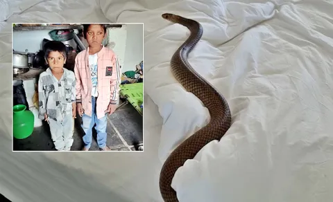 snake bit in anantapur