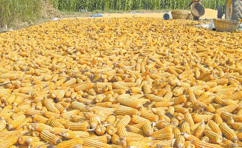 Markfed purchases of maize from farmers under the monsoon crop