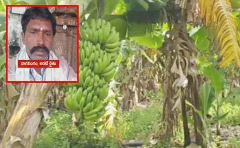 Banana Farmers Died In Putlur Anantapur District