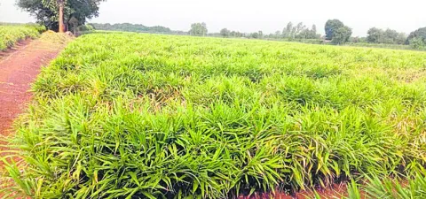 అల్లం రైతులకు ఊరట