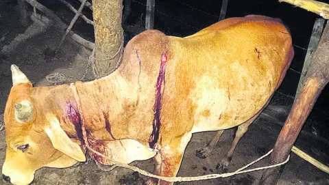 ● ప్రాణభయంతో చెట్టెక్కిన పశువుల కాపరి