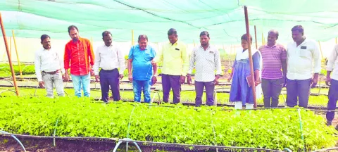 నాణ్యమైన నారు అందించాలి