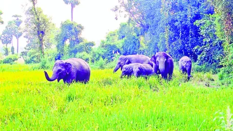 ఏనుగుల సమస్యకు పరిష్కారం ఏదీ?  
