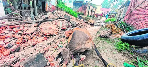 వర్షానికి గోడ కూలి ఆవులు మృతి 