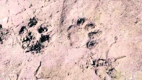 సరిహద్దులో పెద్దపులి