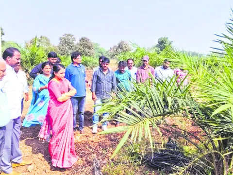 నాణ్యమైన విత్తనంతో మేలు 