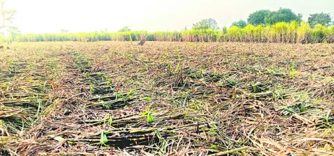 చెరుకు దిగుబడులు అంతంతే!