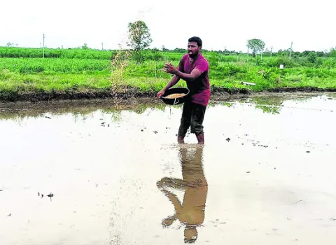 యాసంగిలో అనువైన వరి రకాలివే..