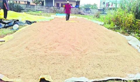 మోంథా, దిత్వా తుఫాన్‌ల ధాటికి వరి రైతులు తీవ్రంగా నష్టప