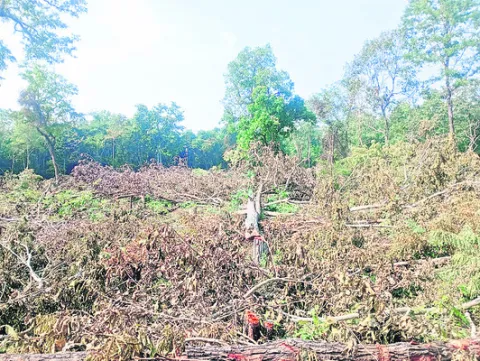 రెండెకరాల్లో పోడు నరికివేత