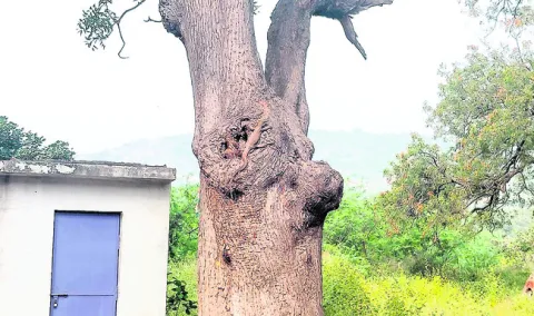 దా‘ఉడుమూ’తలు..