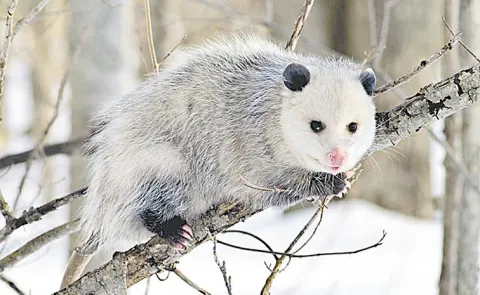 Opossums perform this behavior so spectacularly