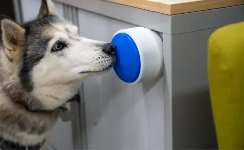 Dog friendly button lets pets control appliances