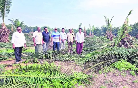 ‘ఐదేళ్ల’ పామాయిల్‌ మొక్కలు నరికివేత