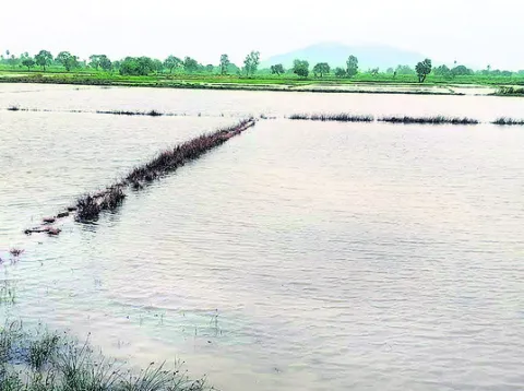 విత్తనాల కోసం వెతుకులాట 