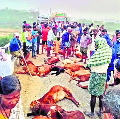 మందపై దూసుకెళ్లిన వాహనం 