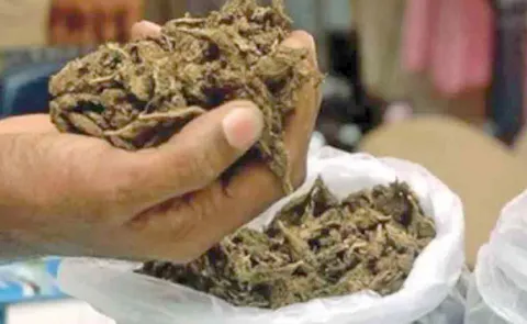 Massive marijuana seizure