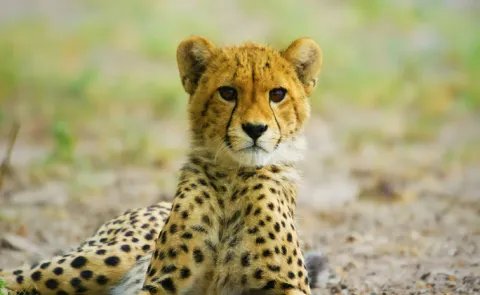 cheetah cub died inside Kuno National Park