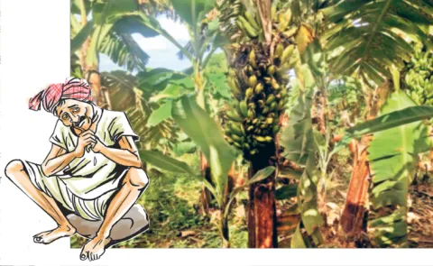 Banana farmers suffer as prices fall in Andhra Pradesh
