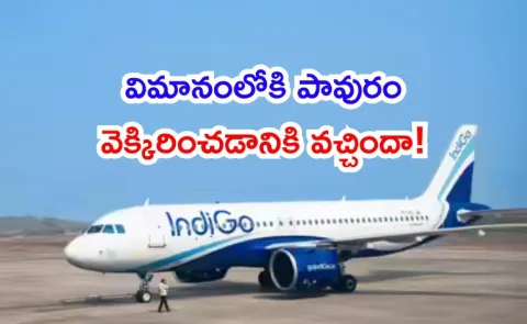 IndiGo Flight Faces Unusual Hitch as Pigeon Enters Cabin Video Goes Viral6