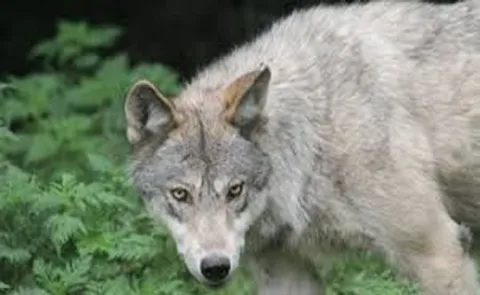 Wolf takes away infant in UP Bahraich