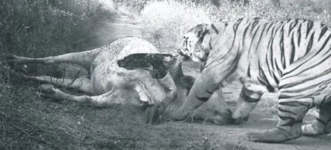 పశువులు బలి!