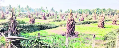 ● ‘ఆయిల్‌పామ్‌’ ఆవేదన!