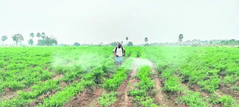 ఎర్ర బంగారానికి నల్ల తామర