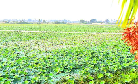 చెరువంతా తామర 