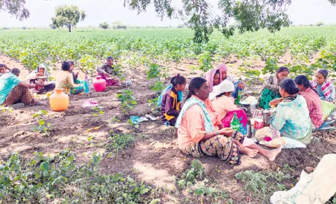 communal eating contrasts with urban families, where meals  