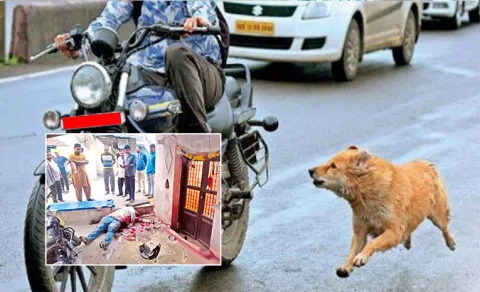  incident where a scooter rider died after being chased by stray dogs in Annamayya district 