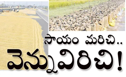 Chandrababu Naidu Government Failure in Purchasing Paddy
