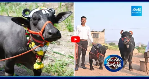 Worlds Smallest Buffalo Enters Guinness World Records 5