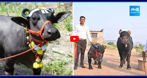 Worlds Smallest Buffalo Enters Guinness World Records 1