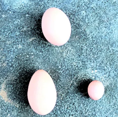   ‘గోళీ’ గుడ్డు 