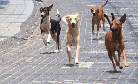 Dogs Attack Boy In Hyderabad Hyder Shah Kote