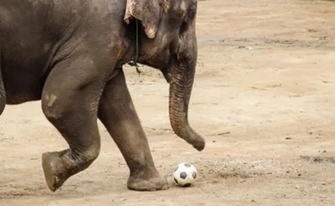 Elephants Play Football