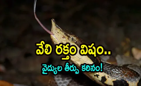 Hand feeding a pet venomous snake backfired on a Chinese man