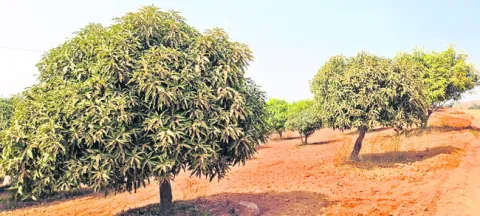 తోటలను కప్పేసిన దుమ్ము 