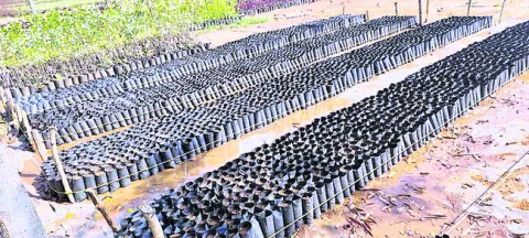 మొక్కల పెంపకానికి కసరత్తు